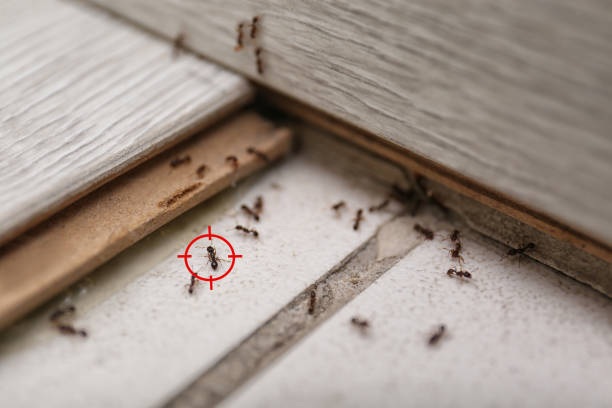 Best Termite Control Services  in Crystal, MN